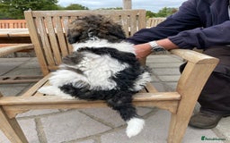 Standard Poodle dogs for sale: Standard Poodle x St Berdoodle  - Image 12