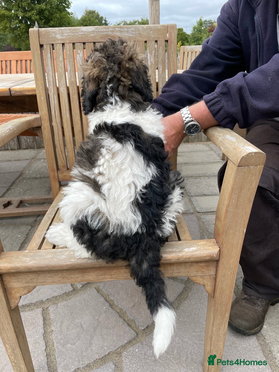 Standard Poodle dogs for sale: Standard Poodle x St Berdoodle  - Image 12