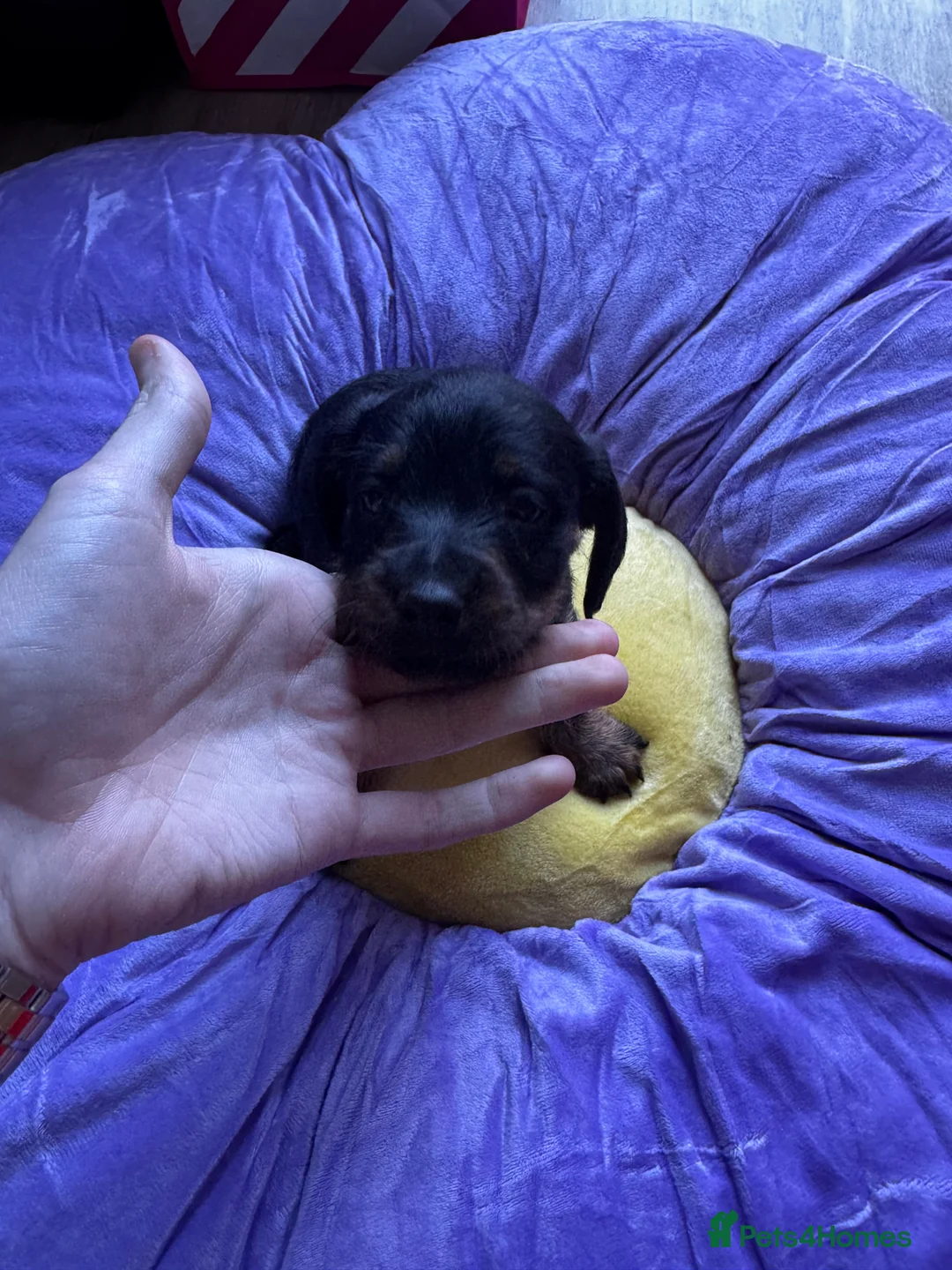 Mixed Breed dogs for sale: Doxipoo puppy’s for sale - Advert 3
