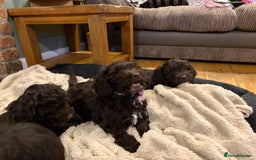 Cockapoo dogs for sale: Beautiful litter of chocolate cockapoo puppies  - Advert 17