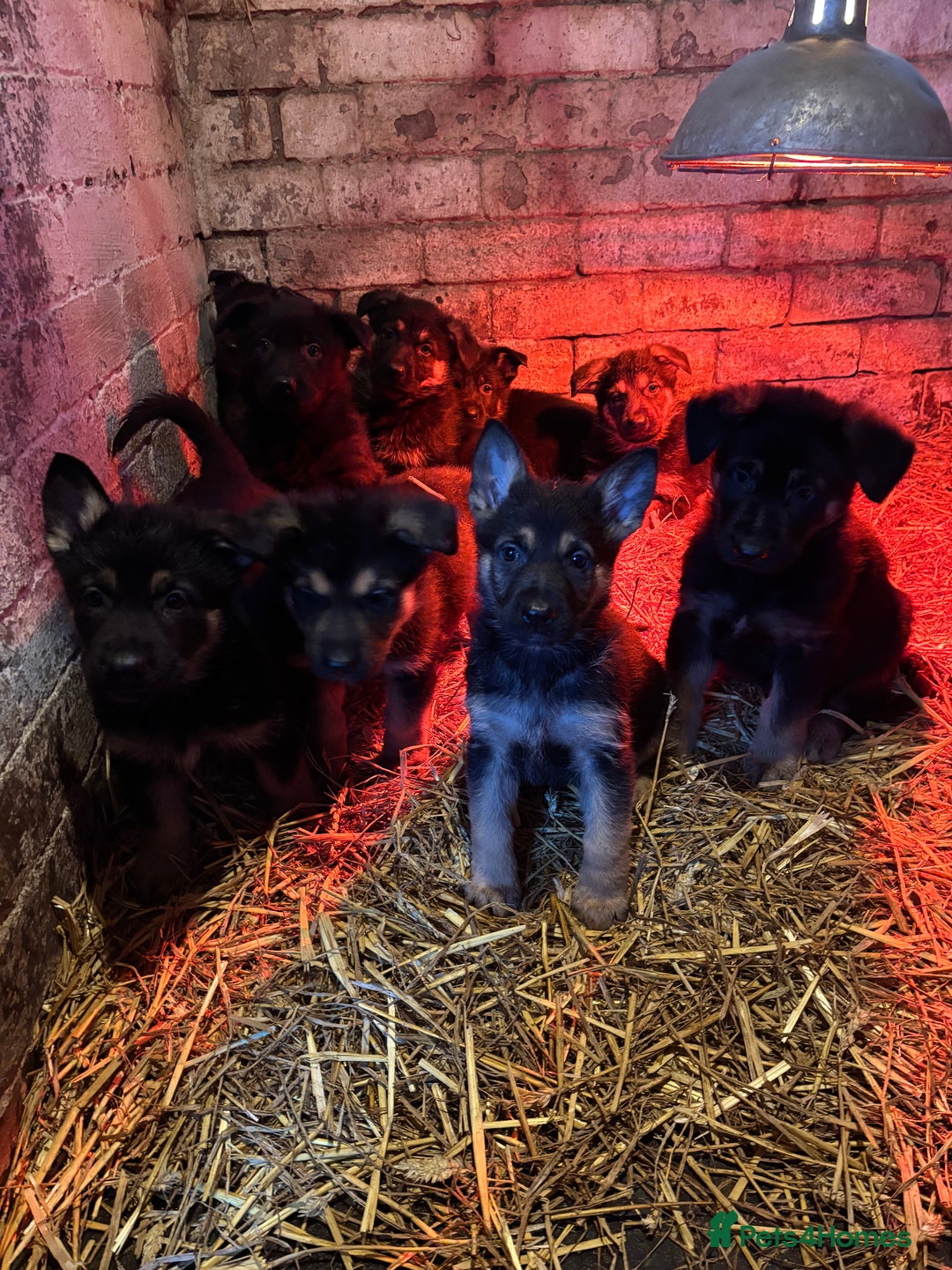 German Shepherd dogs for sale: Farm Bred German Shepard Puppies For Sale - Advert 8