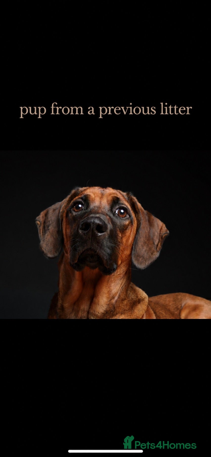 Rhodesian Ridgeback dogs European Champion Pedigree KC  - Advert 2
