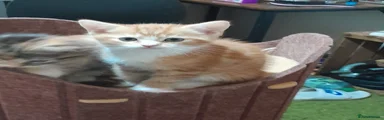 Vicki