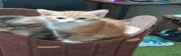 Mixed Breed cats for sale: 4 beautiful and gorgeous kittens😻😸😺😽 in London - Advert 24