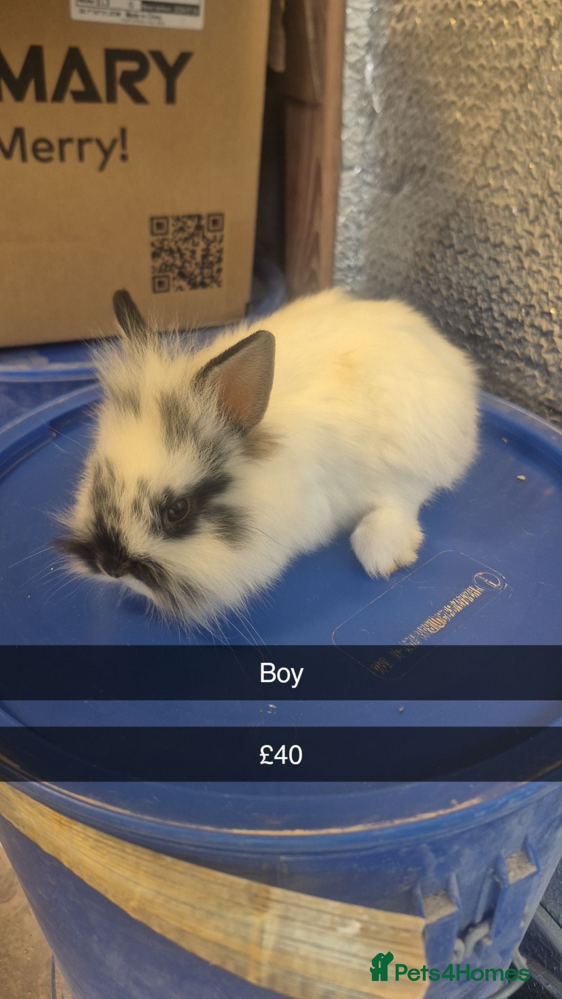 Mixed Breed rabbits Baby Lionhead Rabbits 8 week old, handled daily  - Advert 4