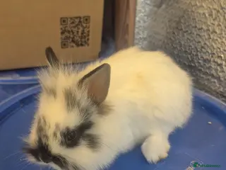 Mixed Breed rabbits Baby Lionhead Rabbits 8 week old, handled daily - Advert 4