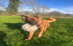 German Shepherd dogs for adoption: Biggie - Advert 2