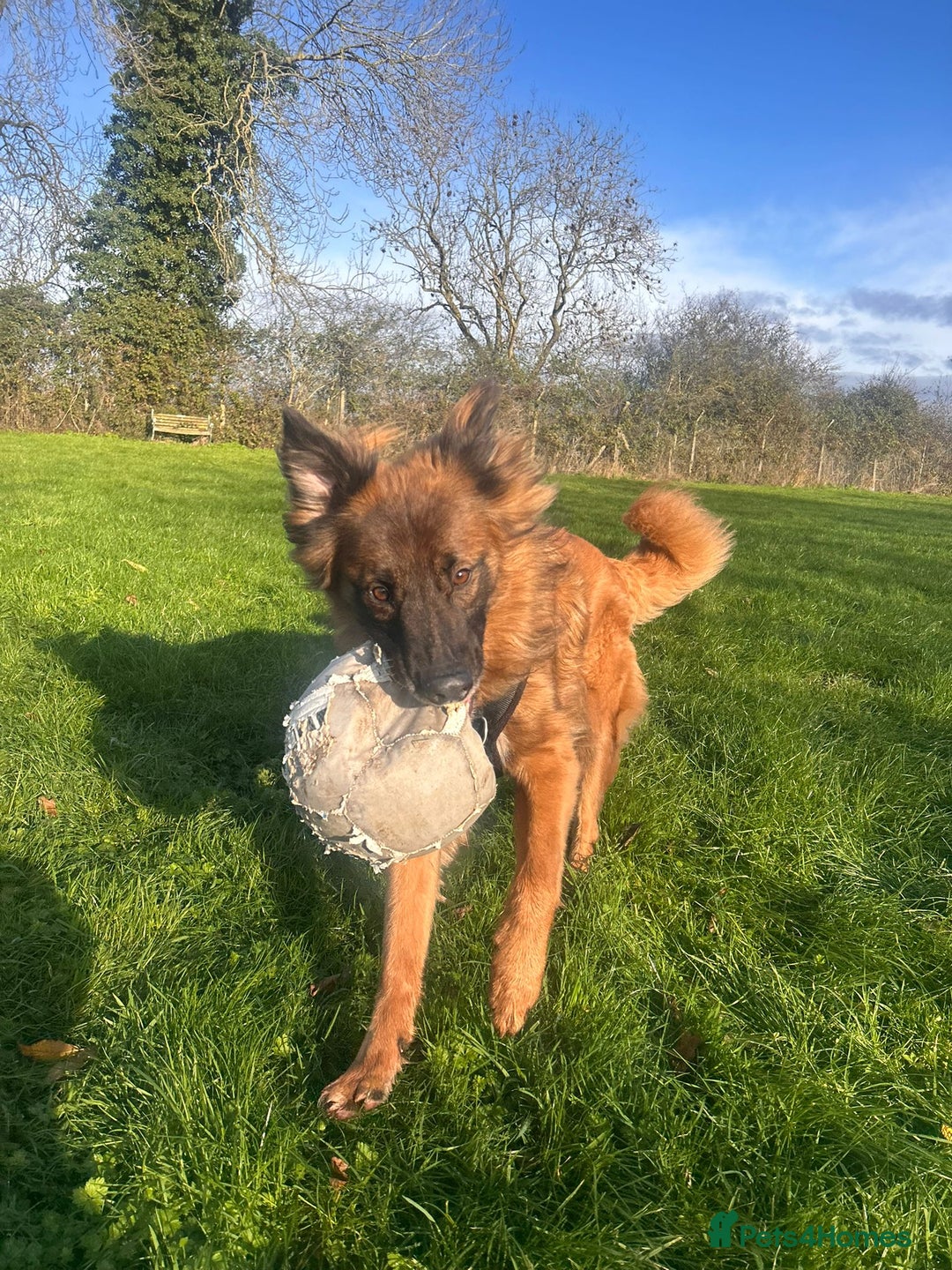 German Shepherd dogs for adoption: Biggie - Advert 2