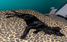 Springador dogs for sale: 🐾 Playful F1B Springador Puppy Needs A Home🐾 - Image 5