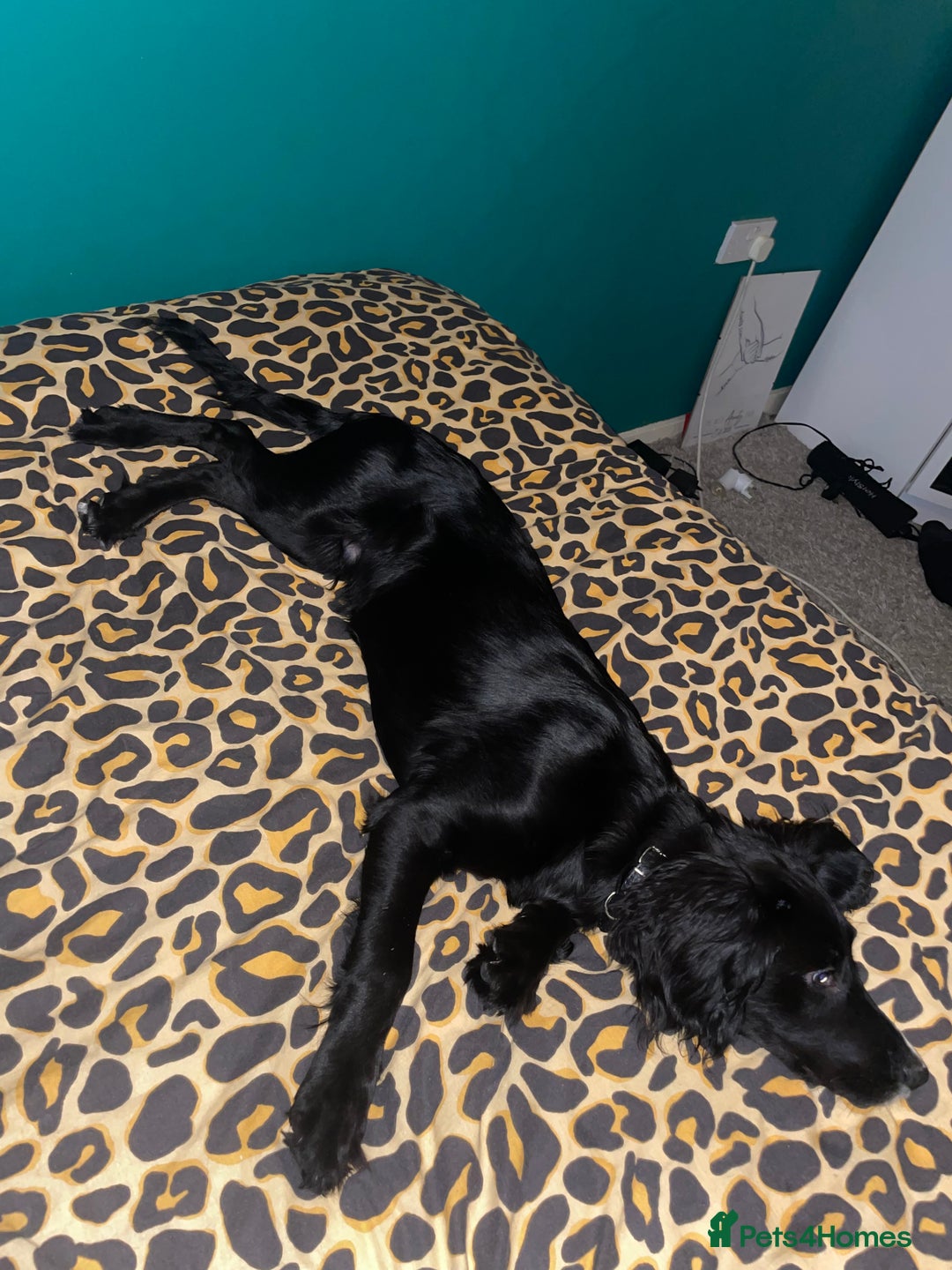 Springador dogs for sale: 🐾 Playful F1B Springador Puppy Needs A Home🐾 - Image 5