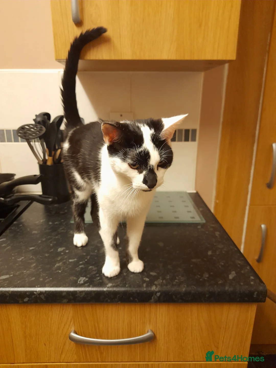 Mixed Breed cats for sale: Salem and Willow  in Wakefield - Advert 2