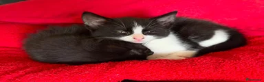Kitten 5 GIRL