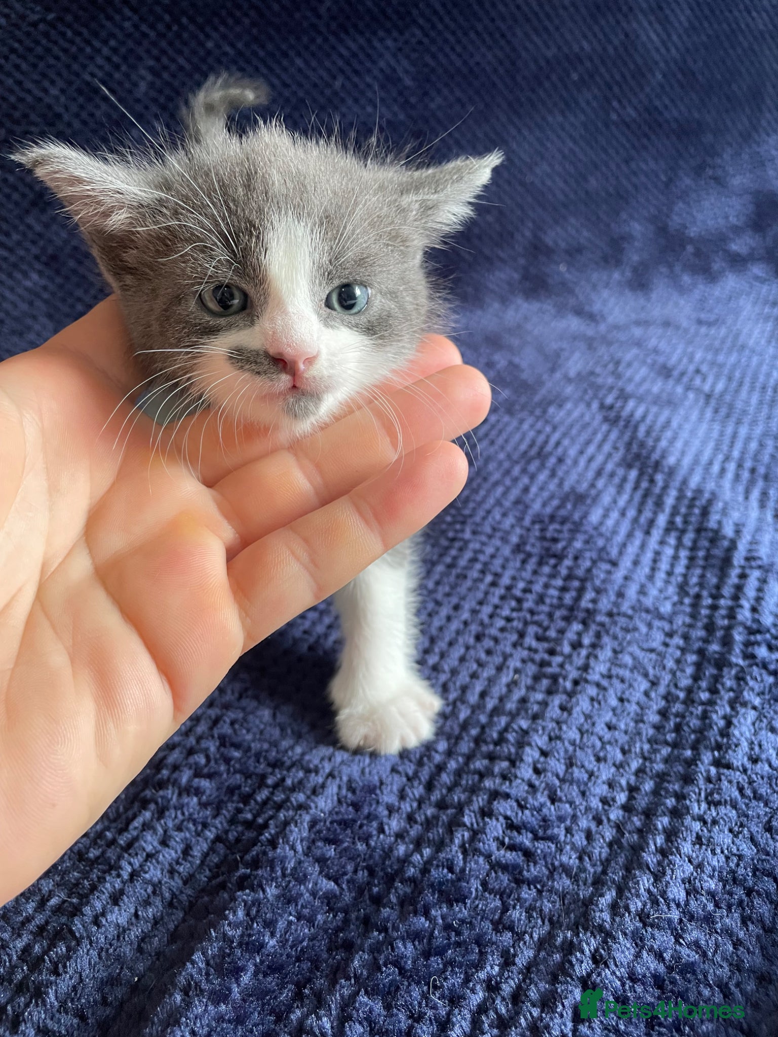 Mixed Breed cats Gorgeous grey, white and tabby kittens for sale - Advert 3