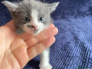 Mixed Breed cats Gorgeous grey, white and tabby kittens for sale - Advert 15
