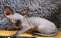 Sphynx cats for sale: Canadian blue-black sphynx kitten - Image 4