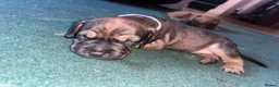 Mixed Breed dogs for sale: Sprocker spaniel x Frenchie-Pei  - Advert 29