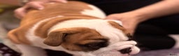 English Bulldog dogs for sale: Exceptional Show-Quality KC English Bulldog Boy - Advert 19