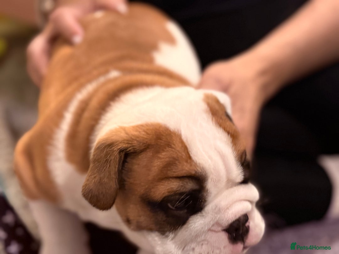 English Bulldog dogs for sale: Exceptional Show-Quality KC English Bulldog Boy - Advert 19