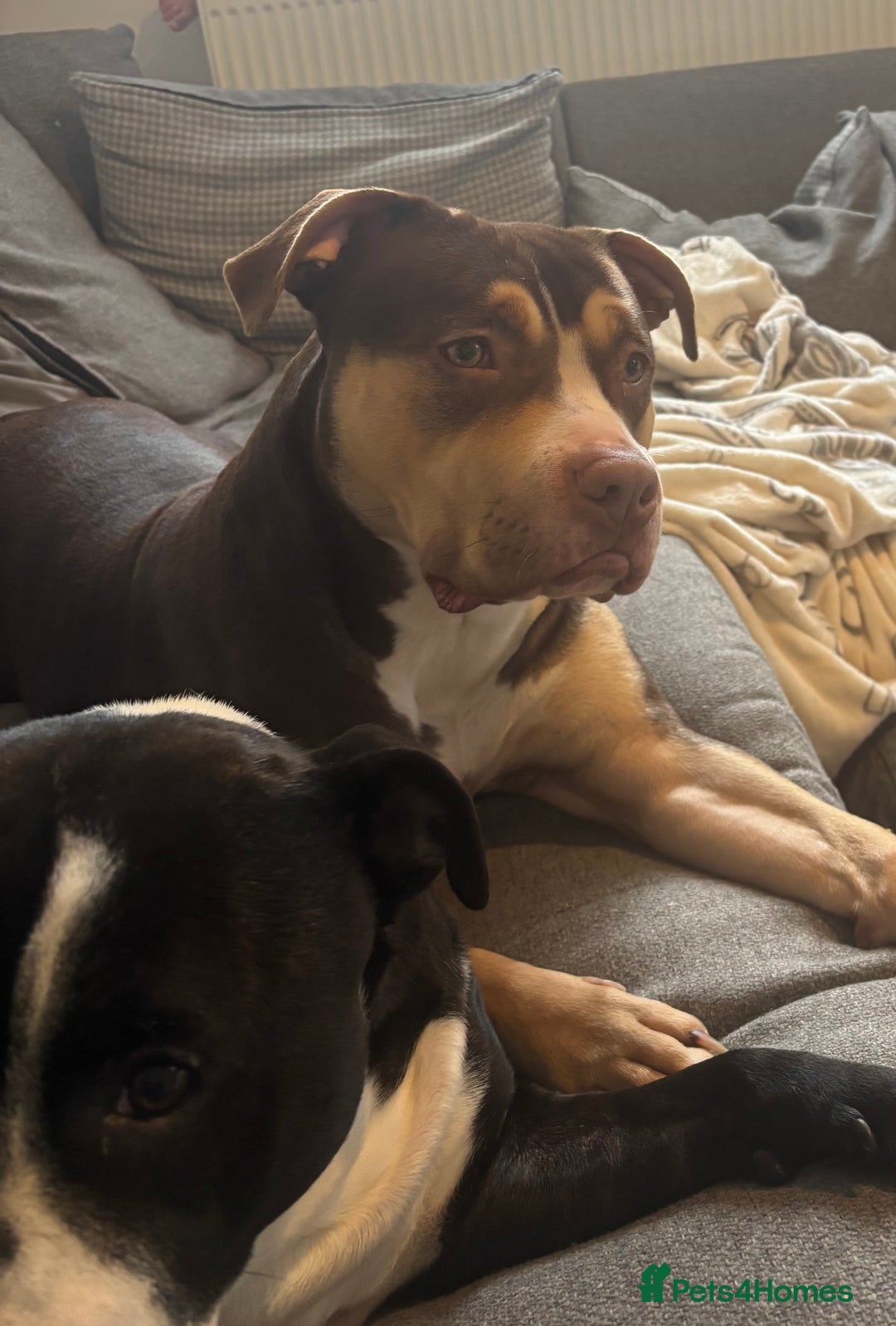 Mixed Breed dogs for sale: Standard American bully - Advert 4