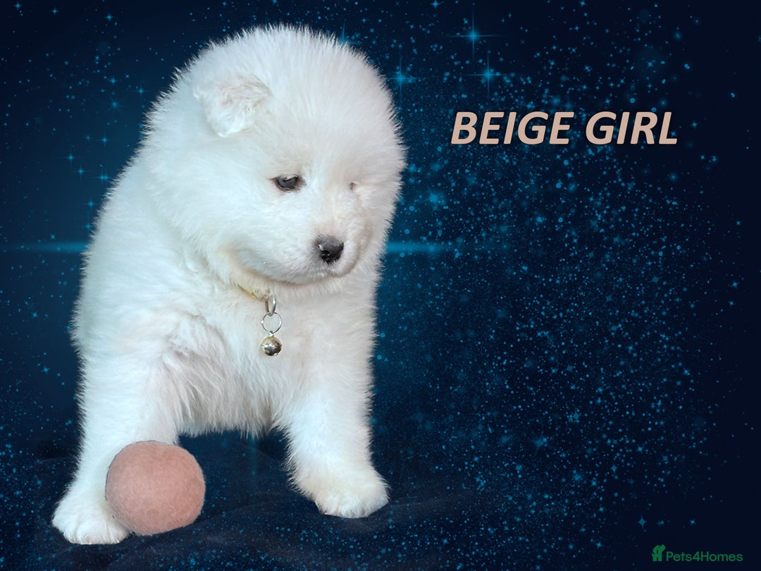 Samoyed dogs for sale: Puppies from three times champion father - Advert 6