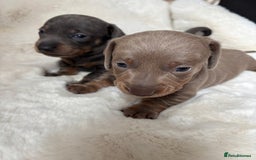 Miniature Dachshund dogs for sale: Miniature Dachshund Puppies  - Image 12