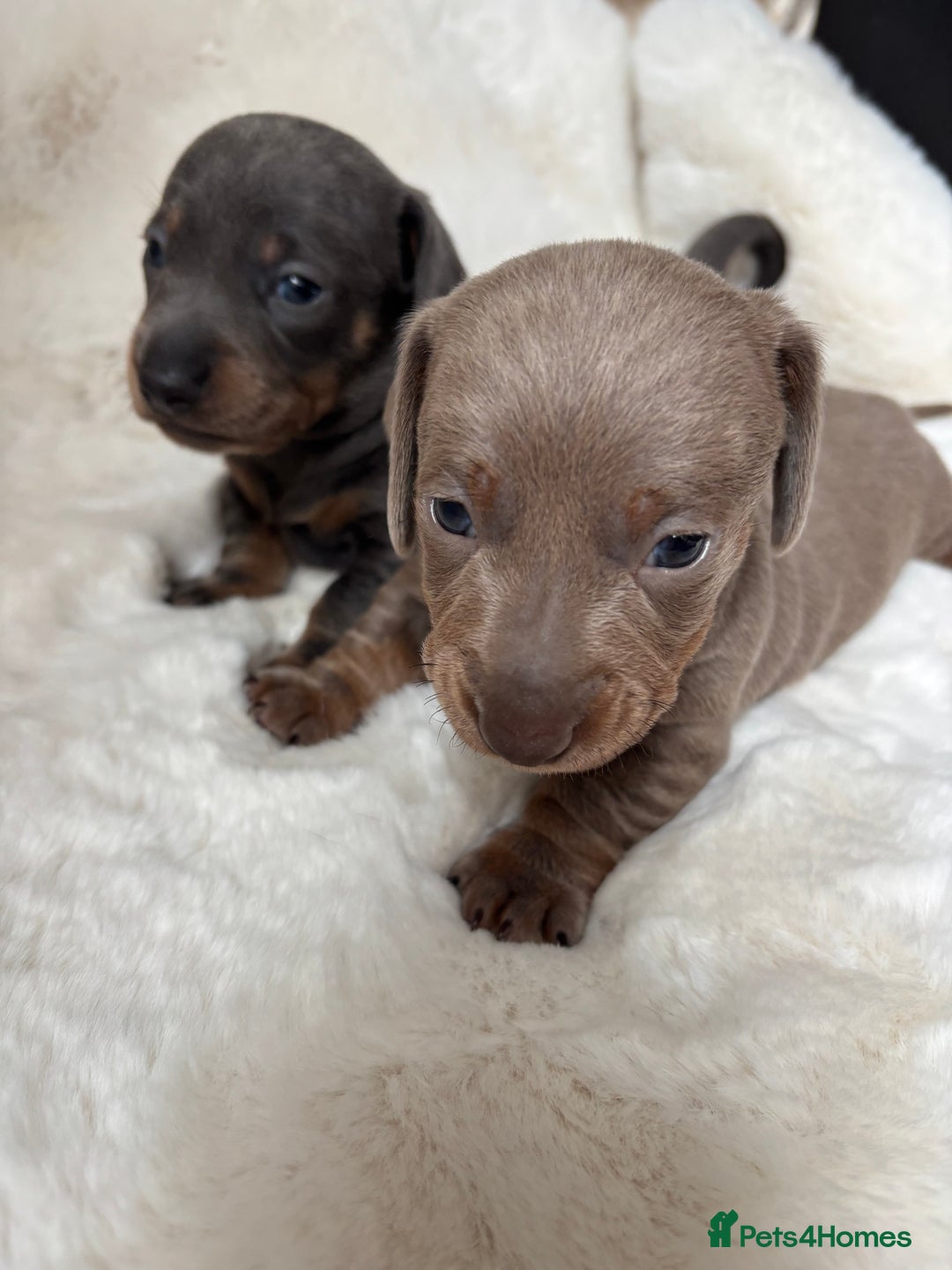 Miniature Dachshund dogs for sale: Miniature Dachshund Puppies  - Image 12