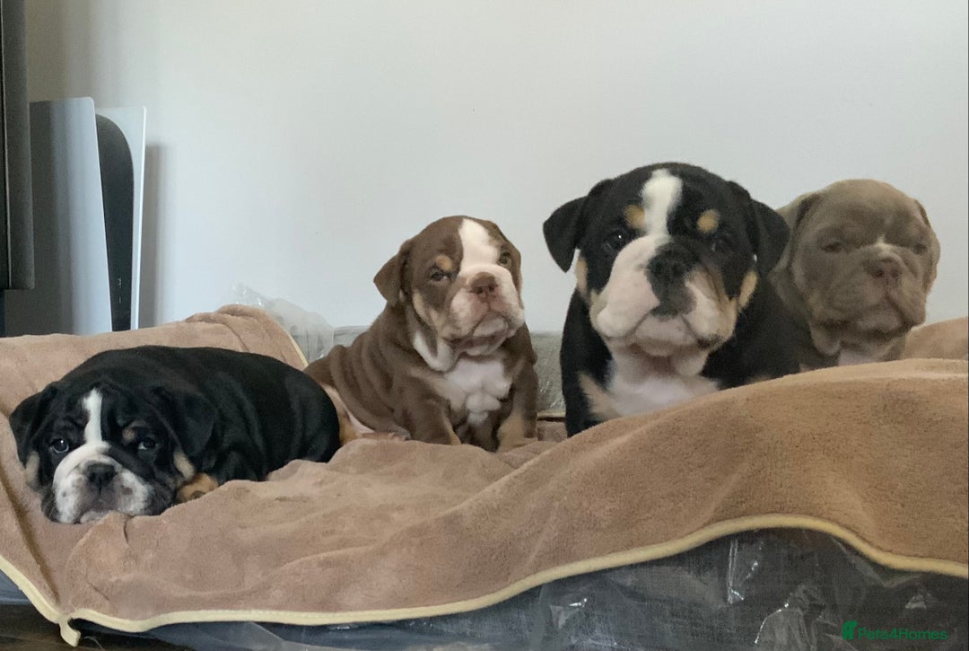 English Bulldog dogs for sale: English bulldog puppies  - Advert 38