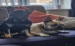 French Bulldog dogs for sale: 2 French bulldogs  - Image 3