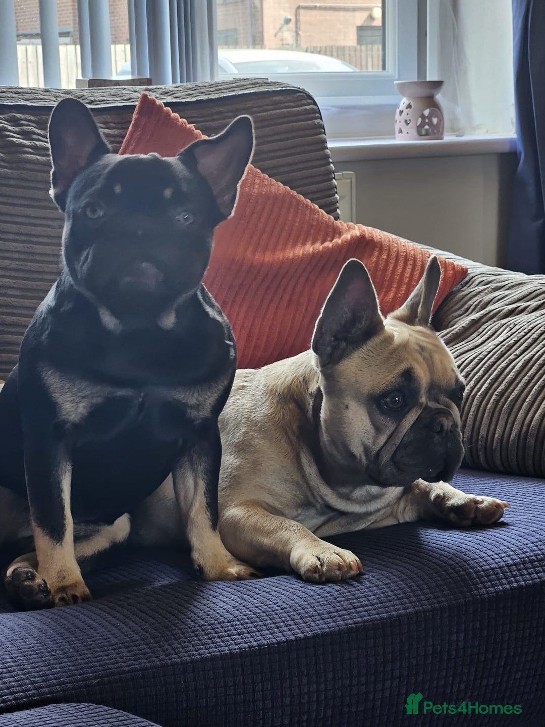 French Bulldog dogs for sale: 2 French bulldogs  - Image 3