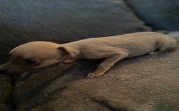Whippet dogs for sale: Kennel Club Registered Pure Whippet Puppies - Image 9