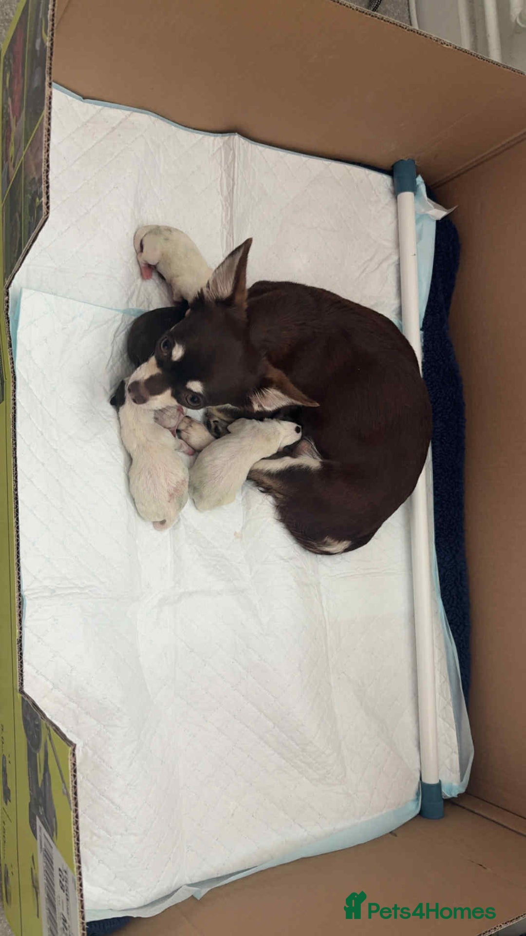 Chihuahua dogs for sale: Tiny chihuahua puppies  - Image 4