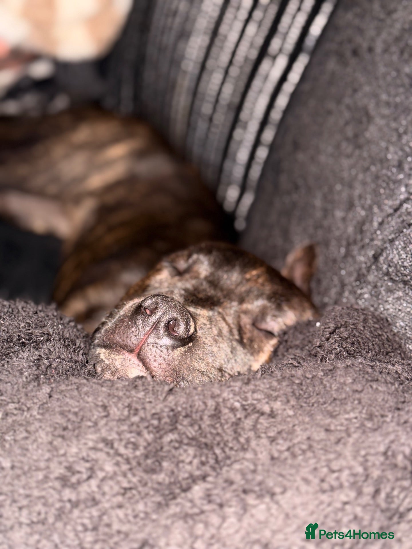 Mixed Breed dogs 11 Month Old Staffy X Rottweiler  - Advert 5