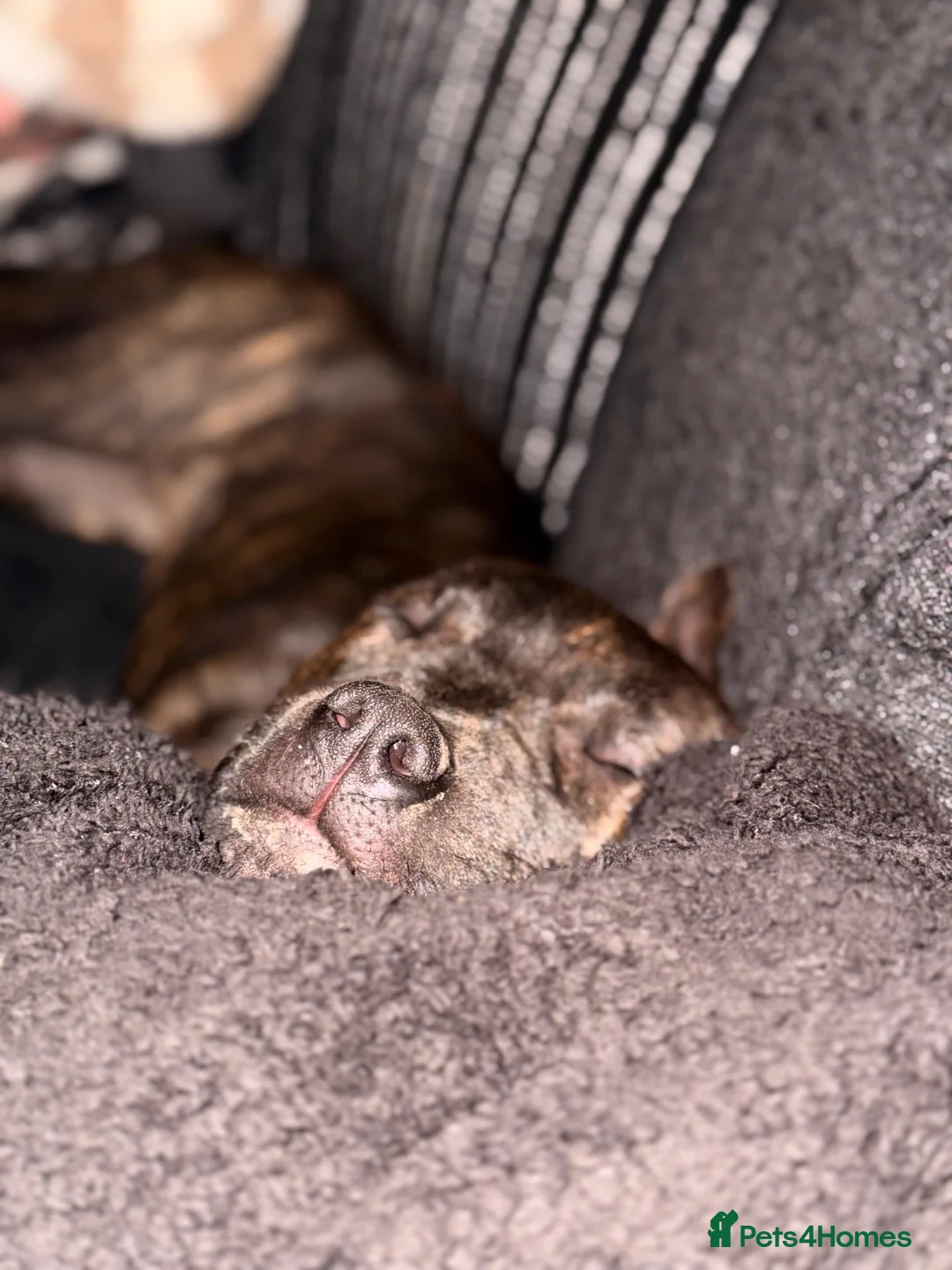 Mixed Breed dogs for sale: 11 Month Old Staffy X Rottweiler  in Wrexham - Advert 1