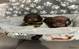 Miniature Dachshund dogs for sale: Miniature dachshunds  - Advert 6