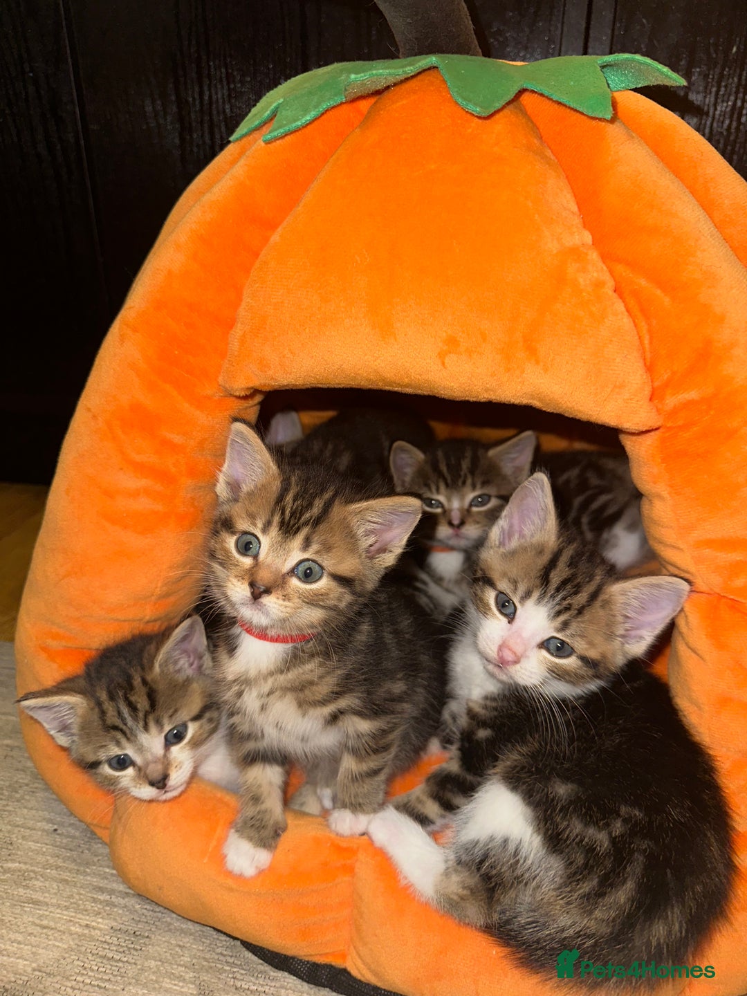 Mixed Breed cats for sale: Beautiful Tabby Kittens For Sale  - Image 24