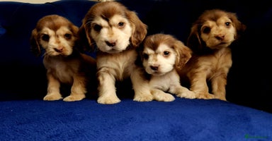 Cocker Spaniel dogs - Advert 13