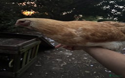 Chickens poultry for sale: Flock of Chickens - Image 13