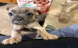 Mixed Breed dogs for sale: French bulldog cross puppies  - Advert 1