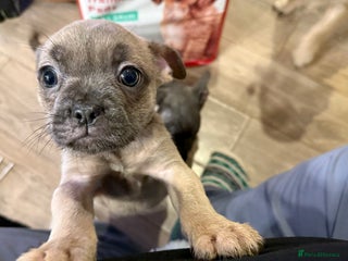 Mixed Breed dogs for sale: French bulldog cross puppies - Advert 1