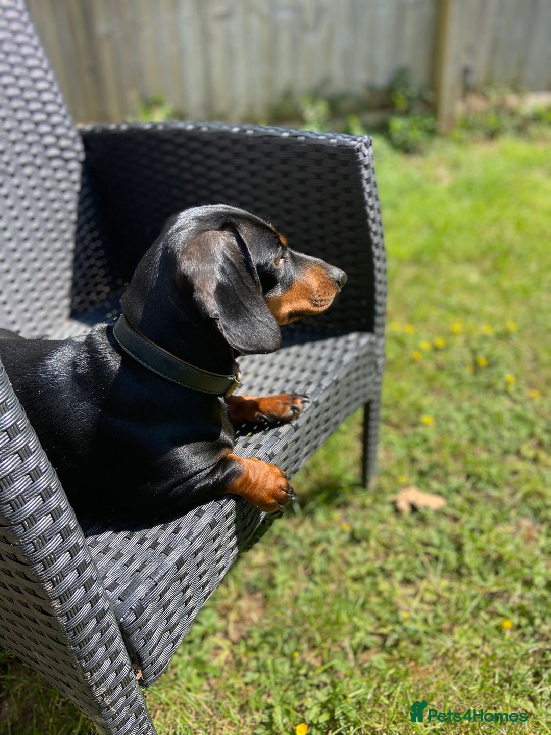 Dachshund dogs for sale: Lovely standard dachshund pups  - Advert 2
