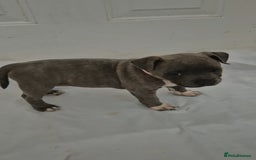 Staffordshire Bull Terrier dogs for sale: Blue Staffs £1,100 Deposit is £245 - Image 10