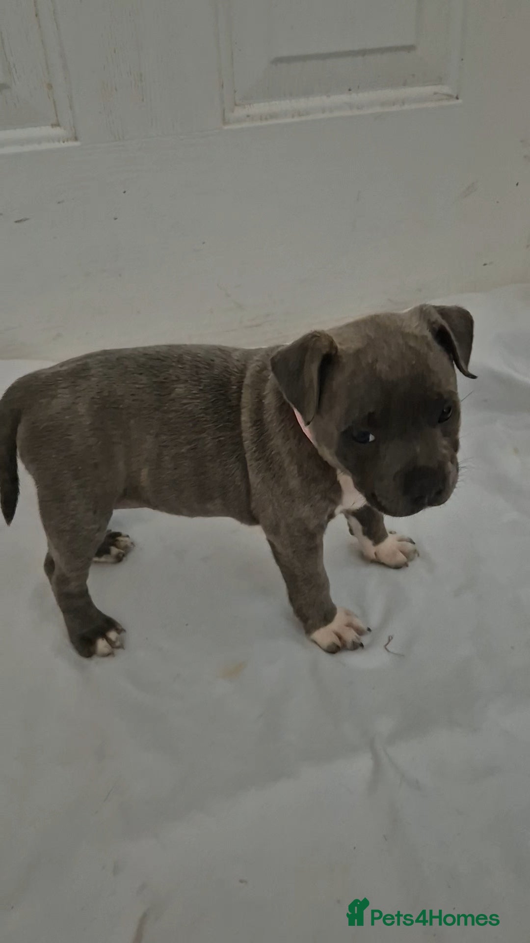 Staffordshire Bull Terrier dogs for sale: Blue Staffs £1,100 Deposit is £245 - Image 10