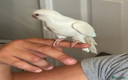 Parrots birds for sale: albino Quaker parrot - Image 2