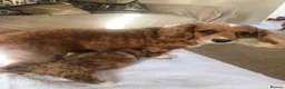 Cavapoochon dogs for sale: 🐾Kitty the cavapoo 🐾 - Advert 10