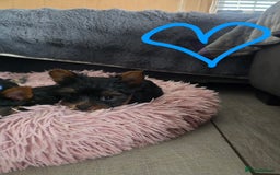 Yorkshire Terrier dogs for sale: Tiny gorgeous baby boys - Image 4