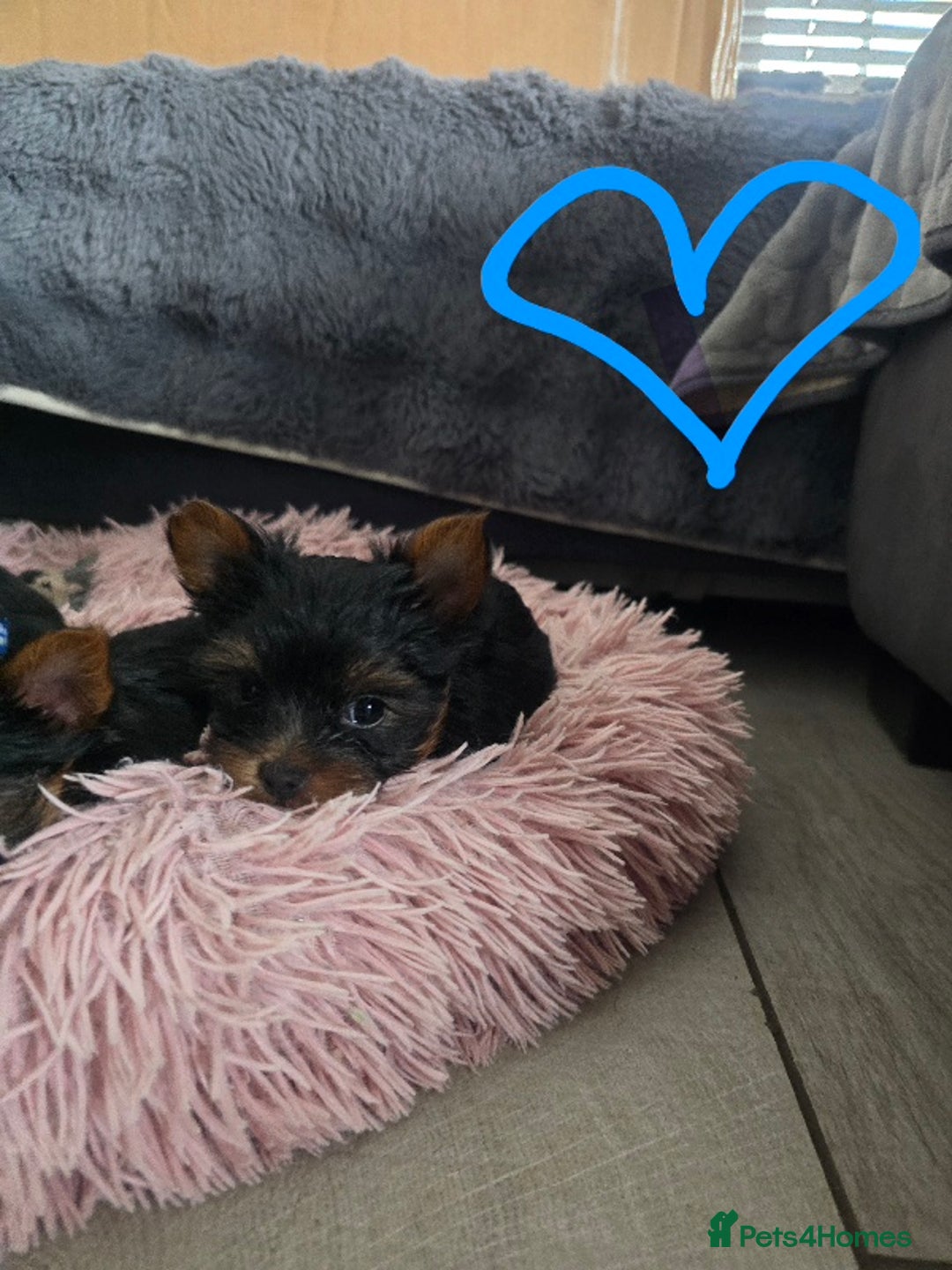 Yorkshire Terrier dogs for sale: Tiny gorgeous baby boys - Image 4