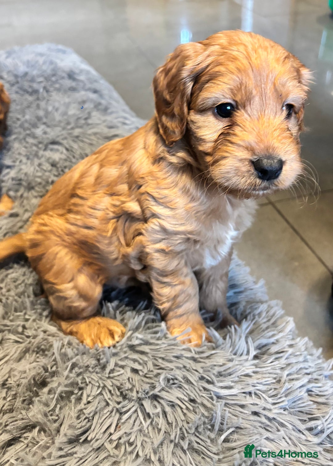 Cockapoo dogs for sale: F1 cockerpoo puppies  - Advert 8