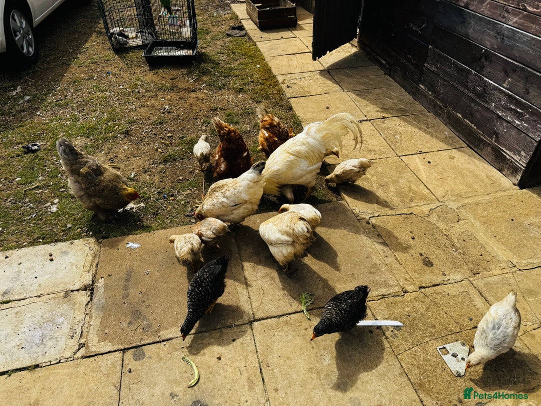 Chickens poultry for sale: Whole Laying Hen Flock for Sale, chicks, hens. - Image 2