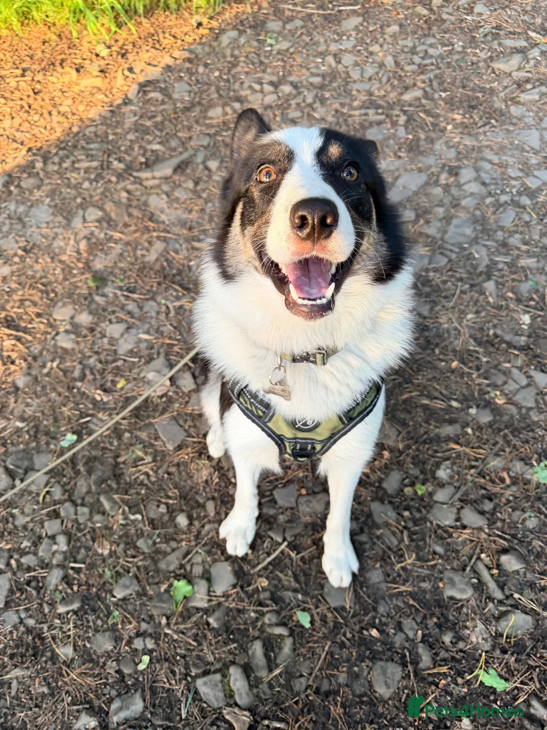 Border Collie dogs for sale: Male border collie  in Wigan - Advert 2