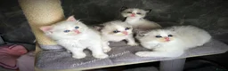 Ragdoll cats for sale: Seal bicolour ragdoll  - Advert 11